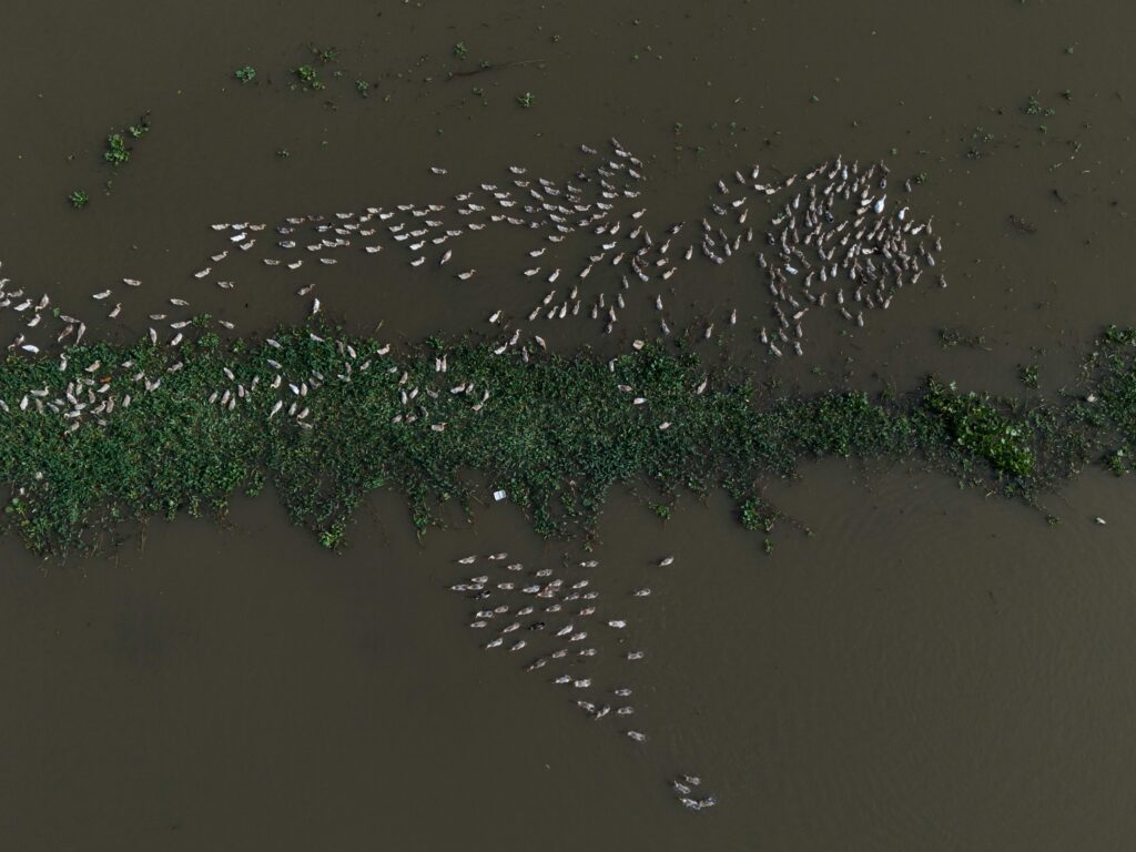 Aerial view of birds nesting on a marshy wetland area with lush vegetation.