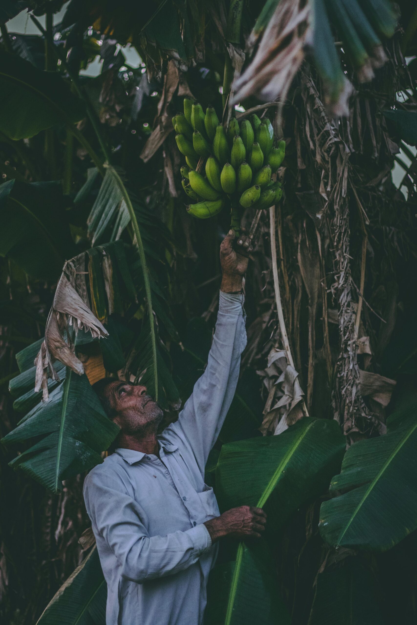 A farmer reaches for a ripe banana bunch on a lush plantation, showcasing tropical agriculture.